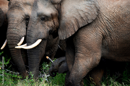 Close up of elephants huddled together one with a temporal gland secretion