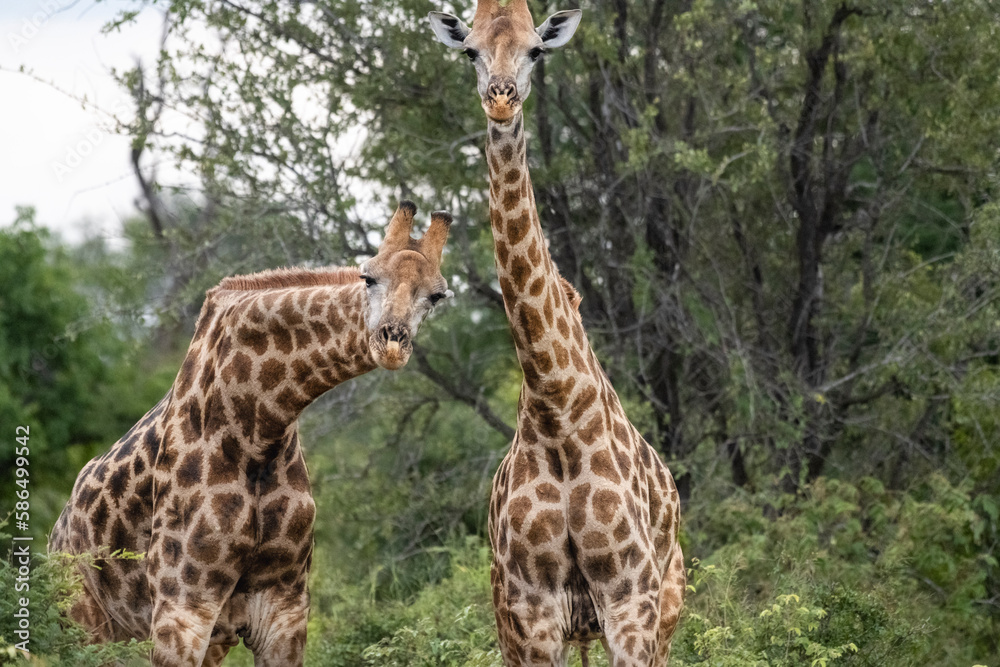 Two giraffes looking at the camera Two giraffes looking at the camera