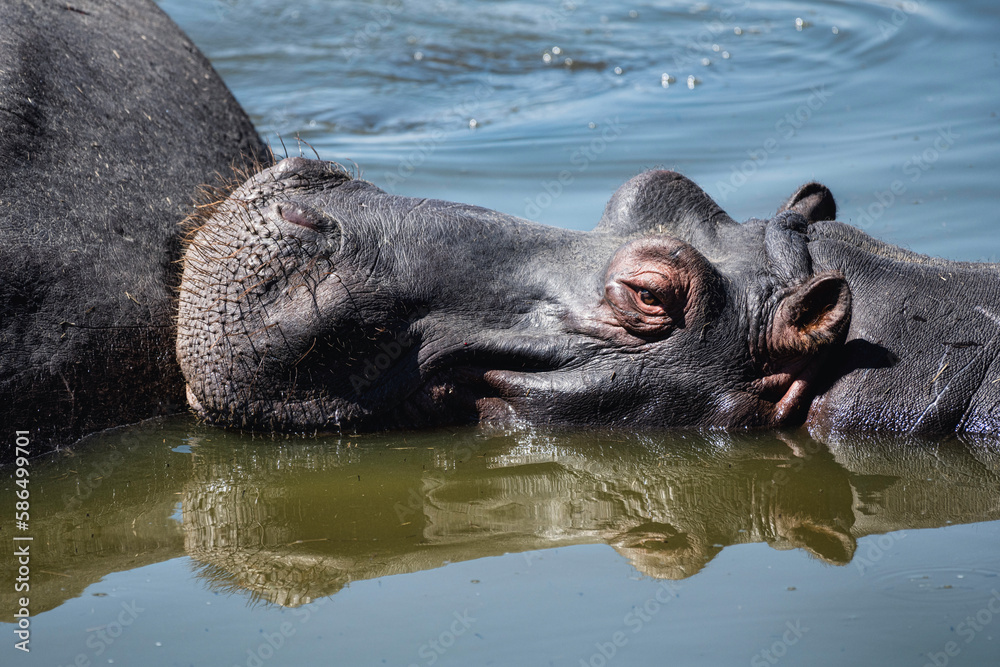 Close up of a hippopotamus basking in water