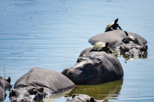 Hippopotami basking in water with turtles on their backs