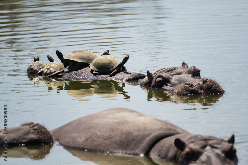 Three hippopotami basking in the water with turtles on the back of one hippo Three hippopotami basking in the water with turtles on the back of one hippo