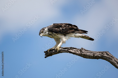 An African hawk eagle perched on a bare solitary branch with a softly blurred sky in the background photo