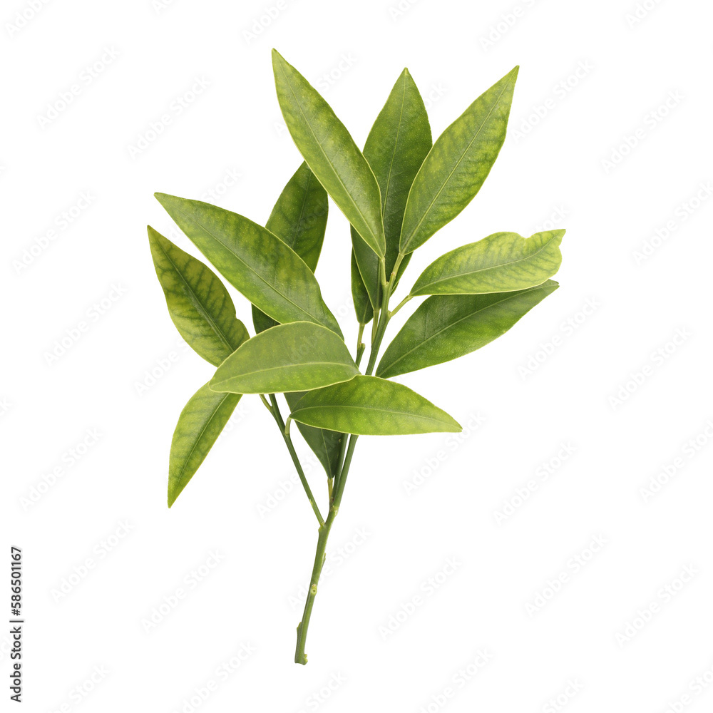 Fresh green leaves branch isolated on transparent background Fresh green leaves branch isolated on transparent background