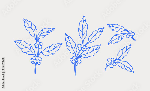 Hand-drawn coffee tree branches. Line art. Vector illustration for coffee shops, cafes, and restaurants.