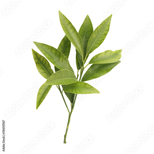 Fresh green leaves branch isolated on transparent background