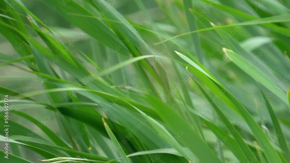 Sugarcane green field in summer swaying on the breeze. Sugarcane is a grass of poaceae family. Close up Sugarcane green field in summer swaying on the breeze. Sugarcane is a grass of poaceae family. Close up