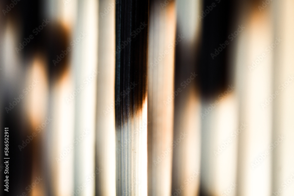 porcupine quills porcupine quills
