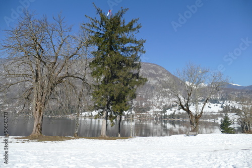 Snow, the tree and the lake Bohinj