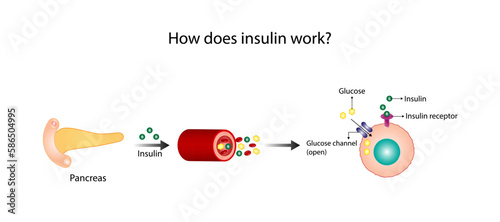 Insulin mechanism of action, regulates glucose metabolism and glucose blood level. Insulin is the key that unlocks glucose channel. Insulin resistance. Diabetes mellitus. Vector illustration.