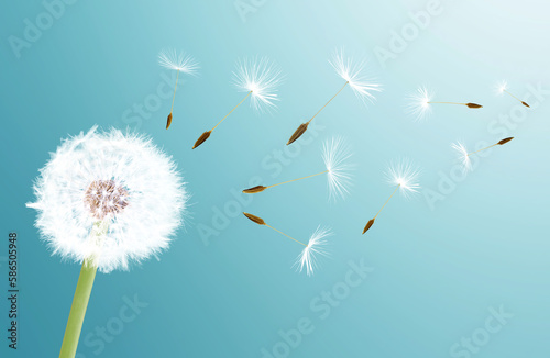 Beautiful dandelion closeup with seeds blowing away in the wind