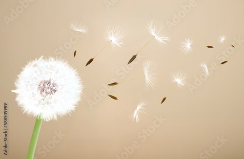 Beautiful dandelion closeup with seeds blowing away in the wind