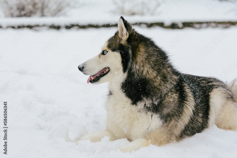 Siberian Husky portrait in the snow