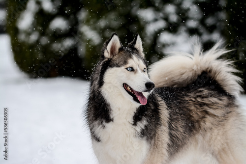 Siberian Husky portrait in the snow © Edita