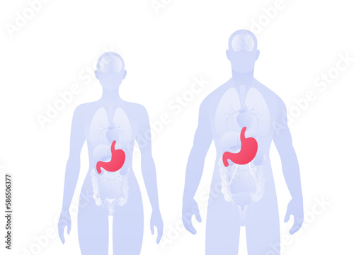 Human inner organ infographic. Vector flat healthcare illustration. Male and female silhouette. Red stomach and digestive system symbol. Design for health care, education, science, gastroenterology