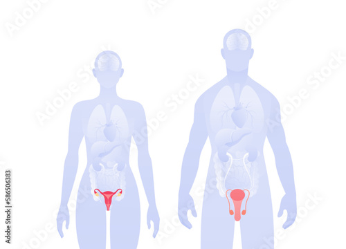 Human inner organ infographic. Vector flat healthcare illustration. Male and female silhouette. Red penis, vagina and reproduction system symbol. Design for health care, education, science, gynecology