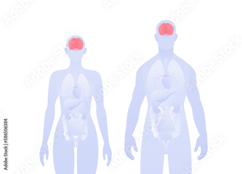 Human inner organ infographic. Vector flat healthcare illustration. Male and female silhouette. Red brain and nervous system symbol. Design for health care, education, science, neurology