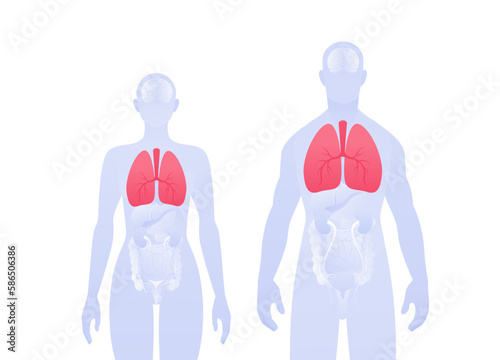Human inner organ infographic. Vector flat healthcare illustration. Male and female silhouette. Red lung and respiratory system symbol. Design element for health care, education, science, pulmonology