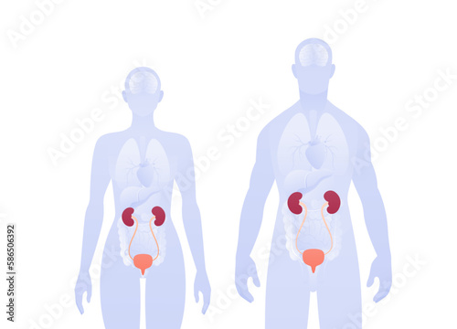 Human inner organ infographic. Vector flat healthcare illustration. Male and female silhouette. Red kidney, bladder and urinary system symbol. Design for health care, education, science, neprhology