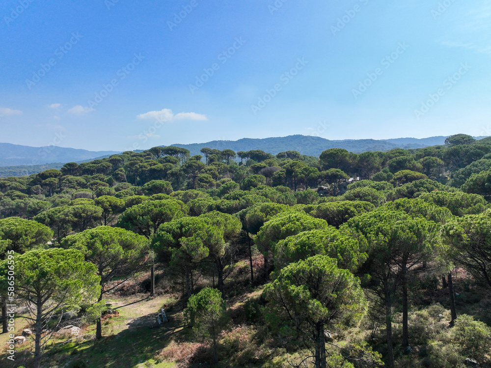 Kozak Plateau is between Bergama-Ayvalık district centers within the borders of İzmir in the Aegean. Aerial drone view of Pinus pinea trees in Kozak plateau. Kozak yaylasi - Turkey.