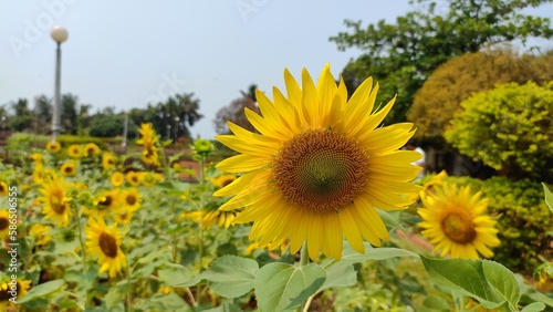 Fototapeta Naklejka Na Ścianę i Meble -  Sunflower in the field