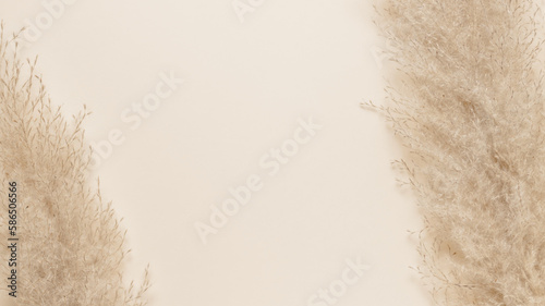 Aesthetic minimal dry pampas grass background, copy space for branding, and product presentation. Pampas grass background frame, beige neutral tone