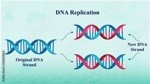 Scientific illustration vector Of Semiconservative Replication Of DNA Model