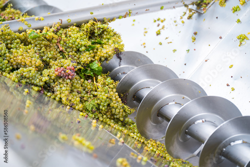 Industrial winemaking corkscrew crusher destemmer processing grapes
 photo