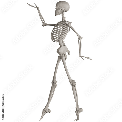 skeleton posing 3d render illustration with transparent background
