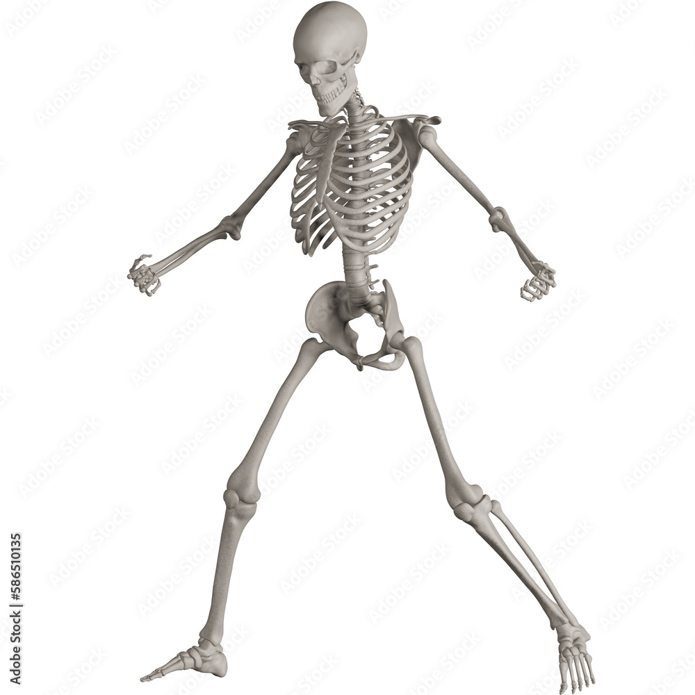 skeleton posing 3d render illustration with transparent background skeleton posing 3d render illustration with transparent background