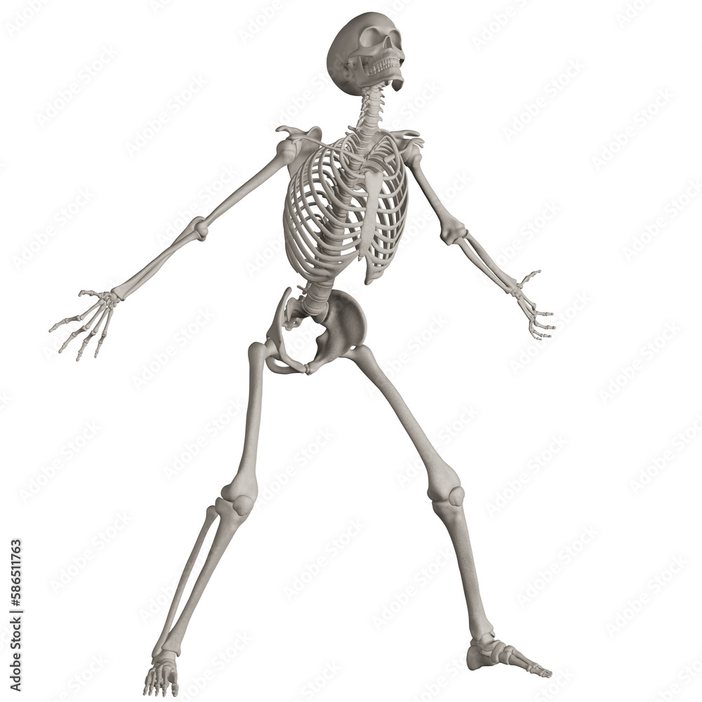 skeleton posing 3d render illustration with transparent background skeleton posing 3d render illustration with transparent background