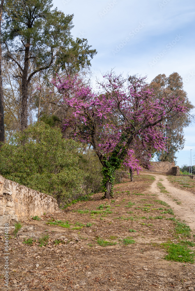 Cercis florecido en primavera y cubierto de enredaderas, junto a un camino de tierra. Cercis florecido en primavera y cubierto de enredaderas, junto a un camino de tierra.