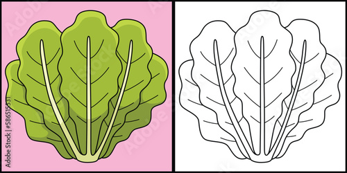 Romaine Lettuce Vegetable Coloring Illustration