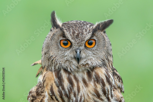  Portrait of a beautiful Eurasian Eagle owl (Bubo bubo). Green background. Gelderland in the Netherlands. 