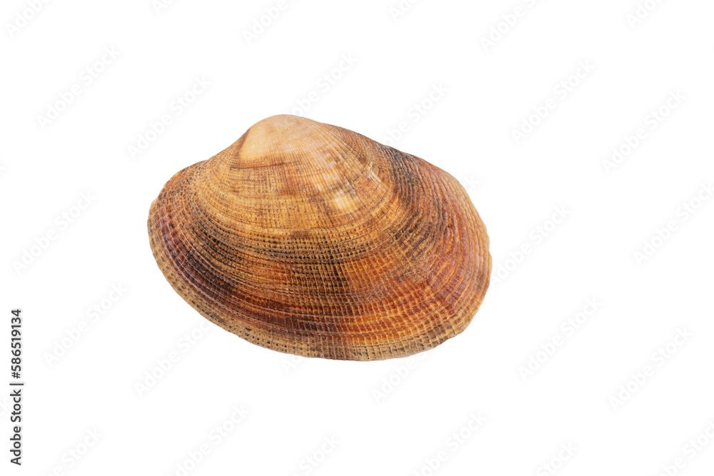 Seashell isolated on transparent background. Seashell for you design.