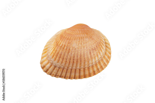 Seashell isolated on transparent background. Seashell for you design.