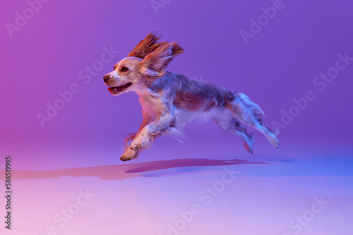 Studio image of happy dog, english cocker spaniel running against gradient pink purple background. Concept of domestic animal, motion, action, pets love, animal life. Copyspace for ad. photo
