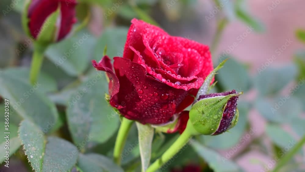 Red rose on a tree in the garden, Beautiful red rose in the garden