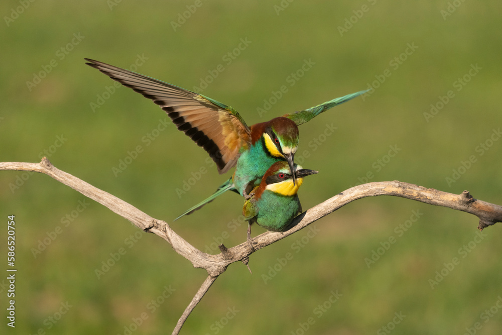 Fototapeta premium Eurasian bee eater