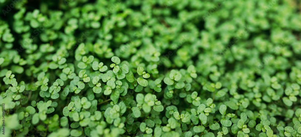Close-up of microgreen plant. Concept of home gardening and growing greenery indoors. Eco-friendly small business. Vegan and healthy food banner