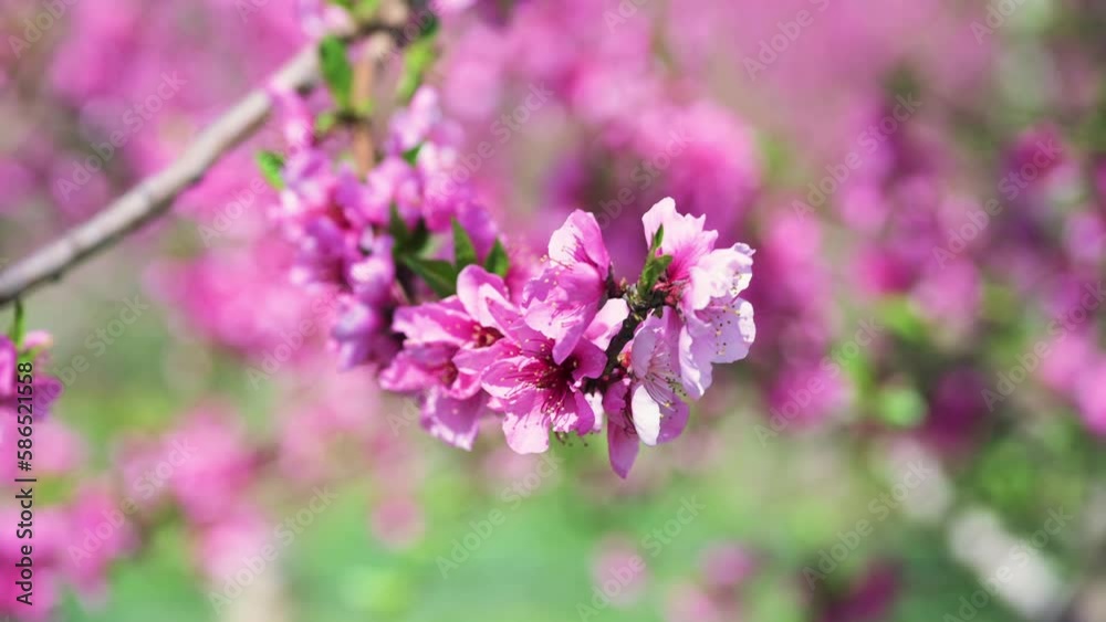 Trees blooming in the spring season (pink flowers) Trees blooming in the spring season (pink flowers)