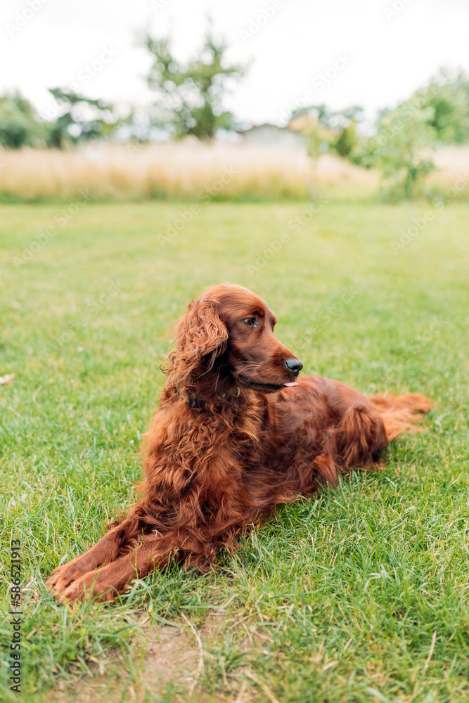 Beautiful broun Irish Setter dog is lying in grass on a beautiful summer day. Copy space