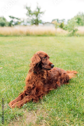 Beautiful broun Irish Setter dog is lying in grass on a beautiful summer day. Copy space