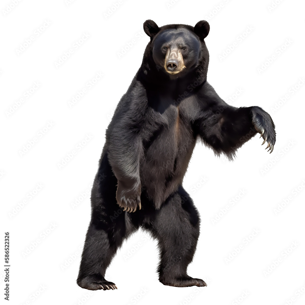 Fototapeta premium black bear isolate on background