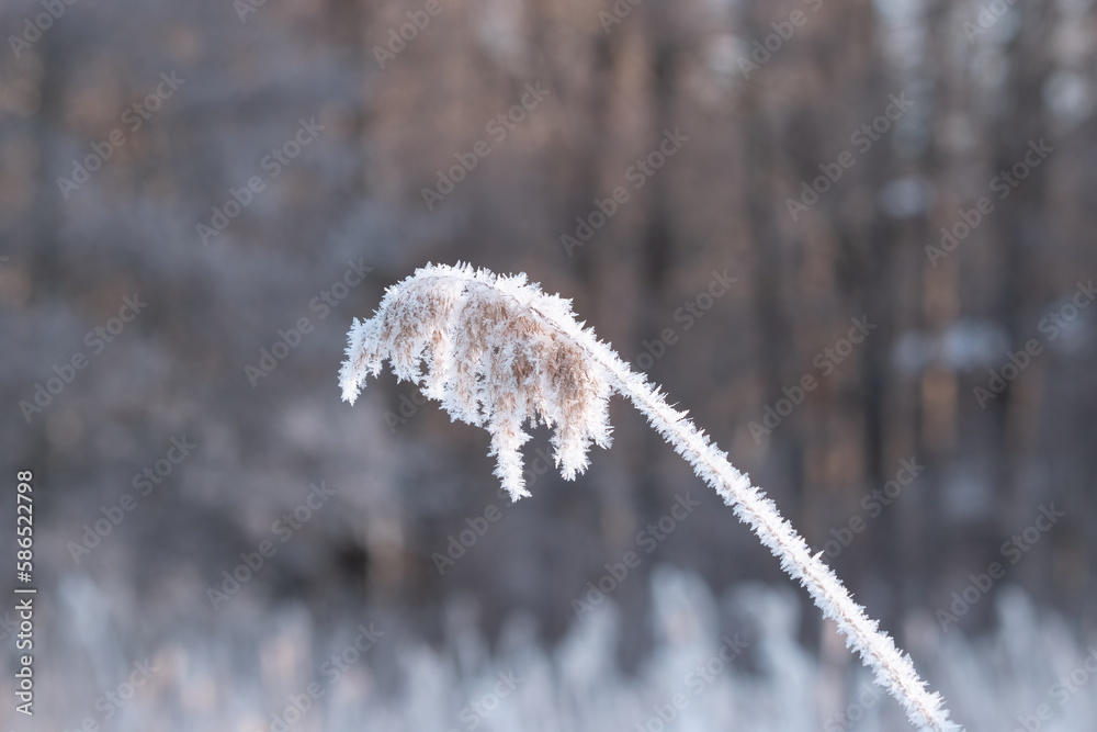 frosty flower in the foreground is covered in ice frosty flower in the foreground is covered in ice