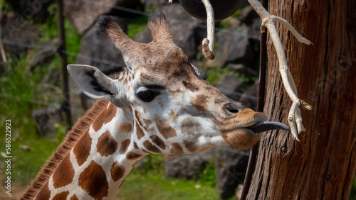 portrait of a giraffe, Auckland Zoo, New Zealand