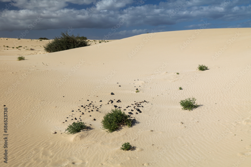 Obraz premium Desert landscape with dunes and sand waves 