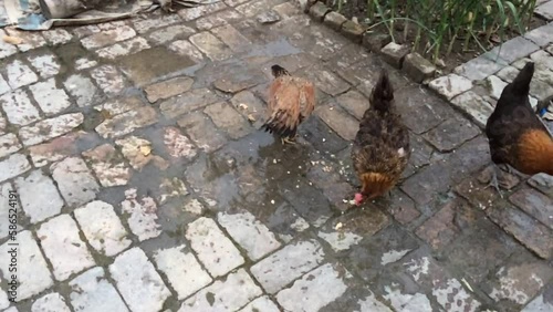 hens eating the feed, free range chicken farming concept