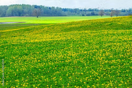 meadow with yellow dandelions 
