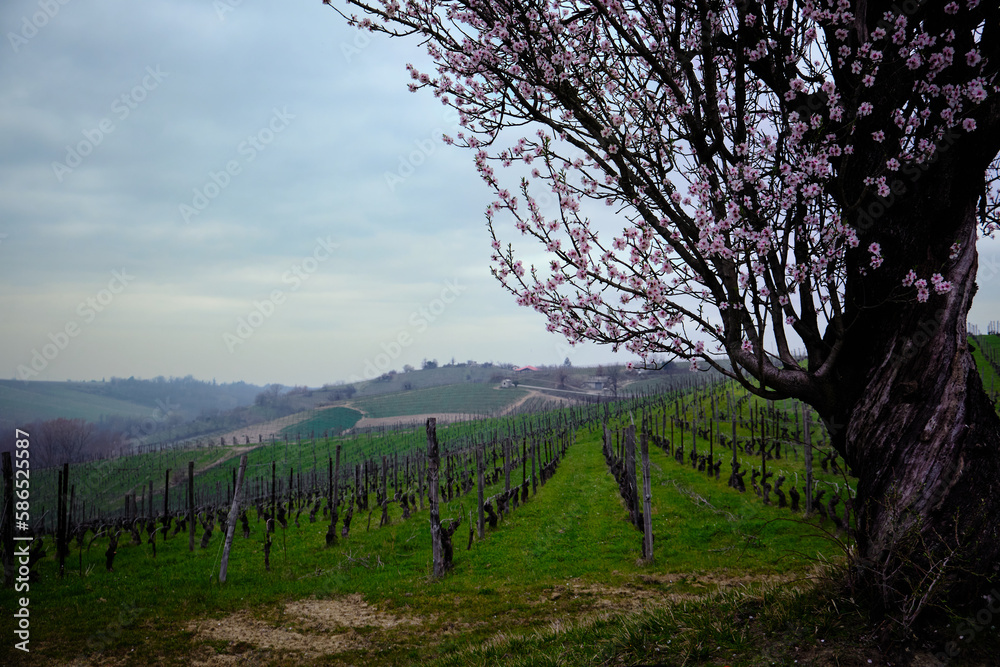 Foto scattata ad un mandorlo in fiore nelle colline di Tassarolo (AL).