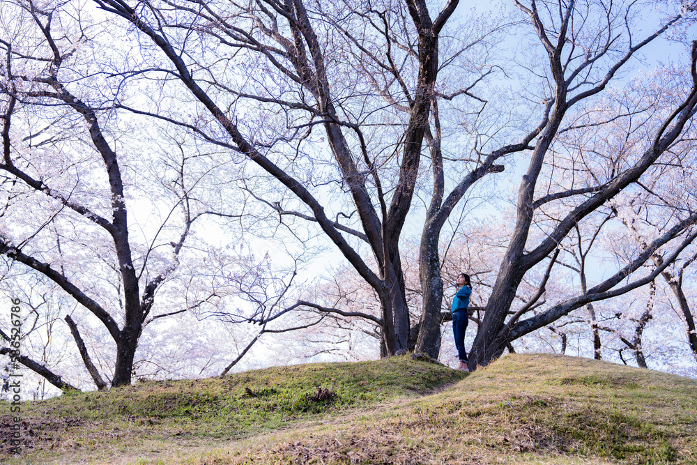 大きな桜の木の下にいる女性 大きな桜の木の下にいる女性